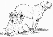 coloriage couple de mastiff